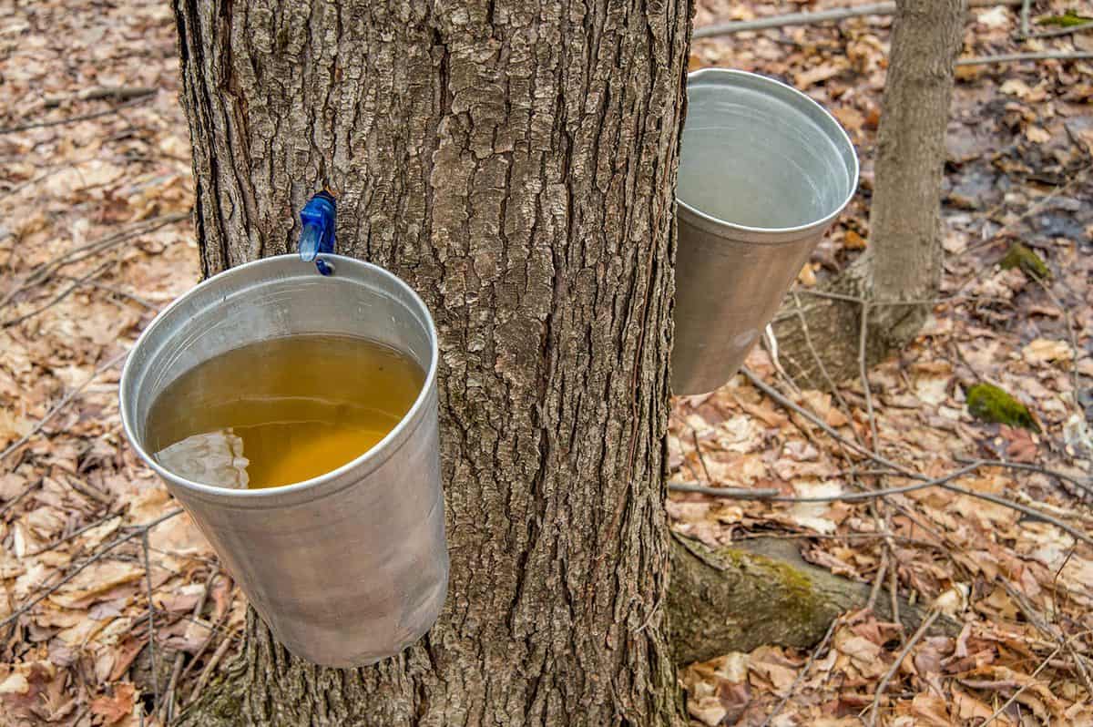 Pail used to collect sap of maple trees to produce maple syrup in Quebec