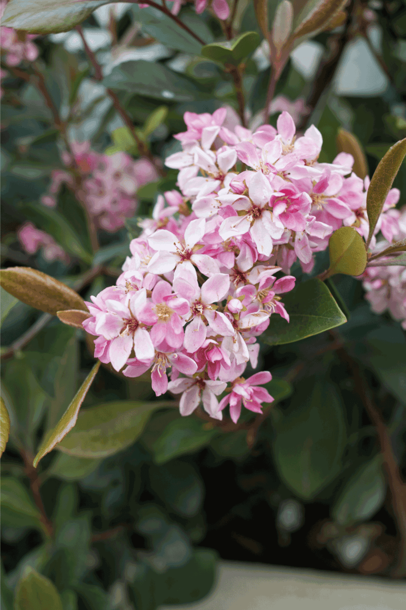 Pink inflorescence of Rhaphiolepis indica shrub