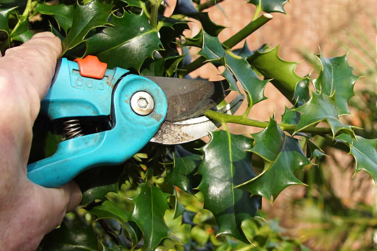 Pruning holly with a secateurs. Bergen, The Netherlands