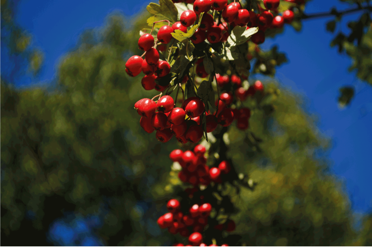 Red fruit of the hawthorn close-up. Crataegus, commonly called hawthorn, quickthorn, thornapple, May-tree, whitethorn, hawberry