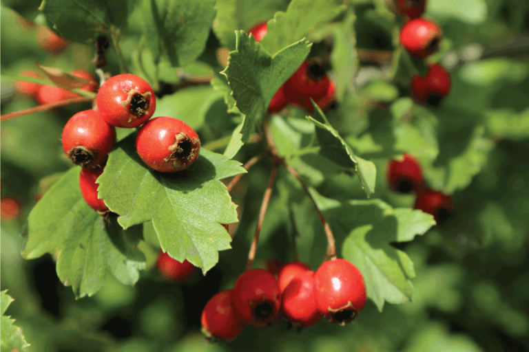 Red hawthorn berries with green leaves nature garden close-up bright sunny healthy food. How To Get Rid Of Hawthorn Trees [A Thorough Guide]