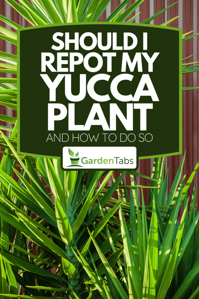 A harshly lit bright green yukka plant with sharp pointed leaves against dark red corrugated metal wall, Should I Repot My Yucca Plant? [And How To Do So]