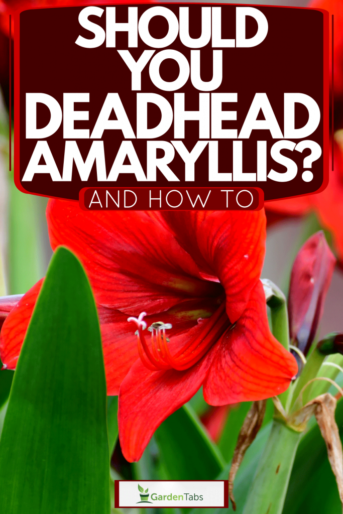 Beautiful fully bloomed Amaryllis photographed on the garden, Should You Deadhead Amaryllis? [And How To] 