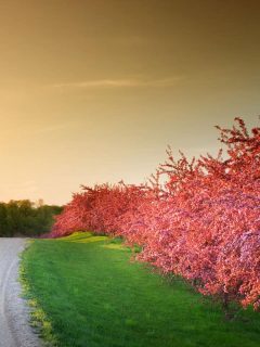 Spring colors ignite with radiant flowering crabapple trees along a quaint rural gravel road in Minnesota, How Big Does A Crabapple Tree Get?