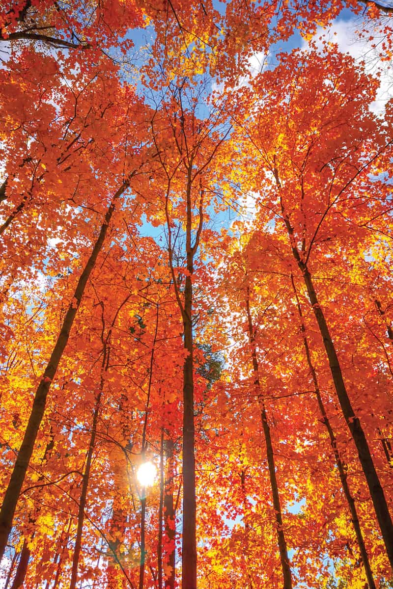 Sugar Maple Trees in Autumn