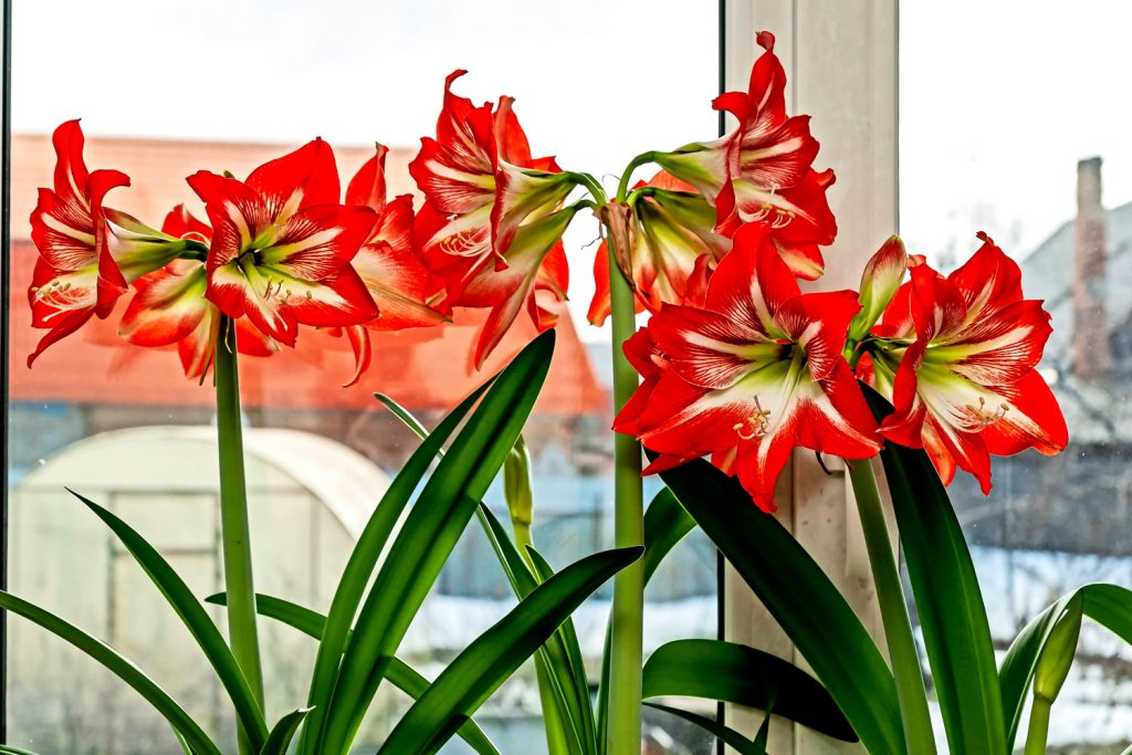 Tall and gorgeous red Amaryllis flowers placed next to the window