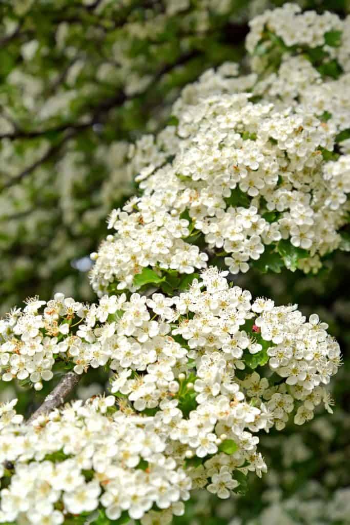 The-gorgeous-blossoming-flowers-of-the-Hawthorn-tree