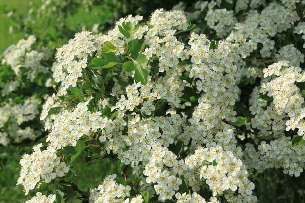 The white dotted blossoming flowers of the Hawthorn tree