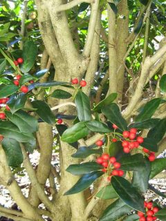 This is a close-up of a Burford holly tree with red berries on a sunny day at the end of winter on a sunny day in Tennessee, How Long Does A Holly Tree Live?