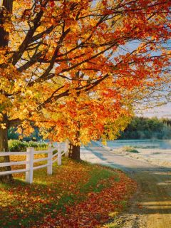 Two gorgeous maple trees lined up on a huge ranch with a small white fence, How Fast Does A Sugar Maple Grow?