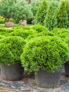 Untrimmed arborvitae planted on pots for display on the garden, 7 Best Arborvitae Fertilizers