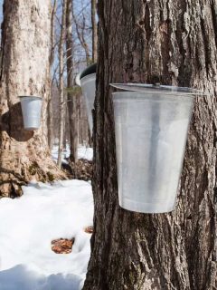 Water buckets attached on maple trees catching maple sap, Does Maple Tree Sap Go Bad?