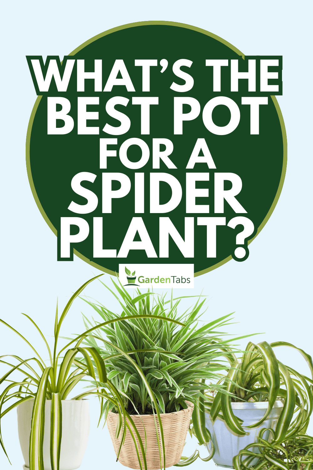 What's the best pot for a spider plant