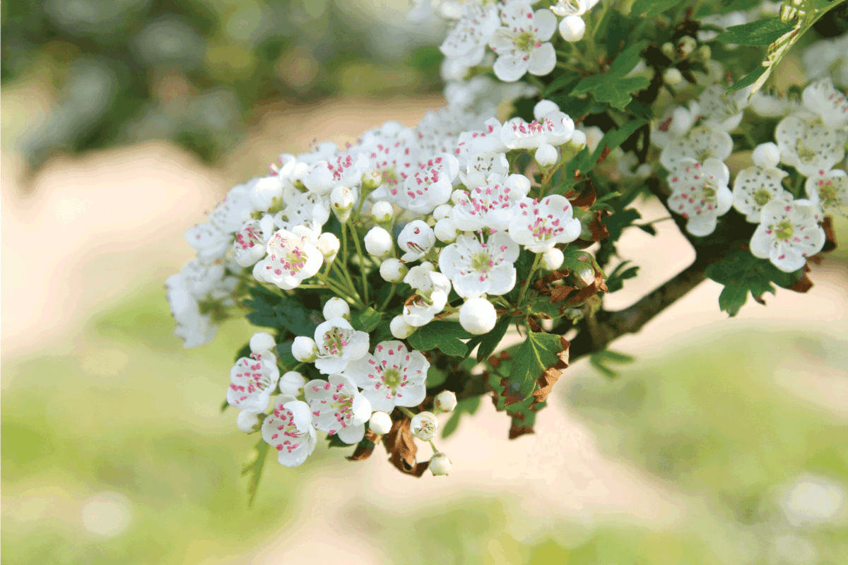 White Hawthorn blossom on branch