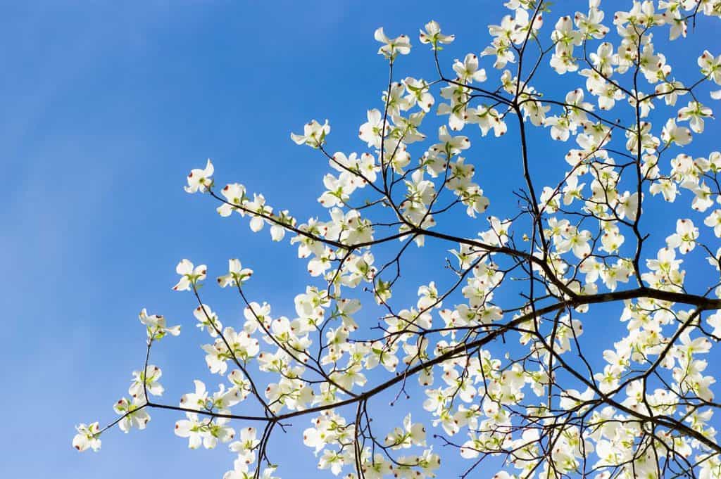 White spring blossoms of the flowering dogwood tree