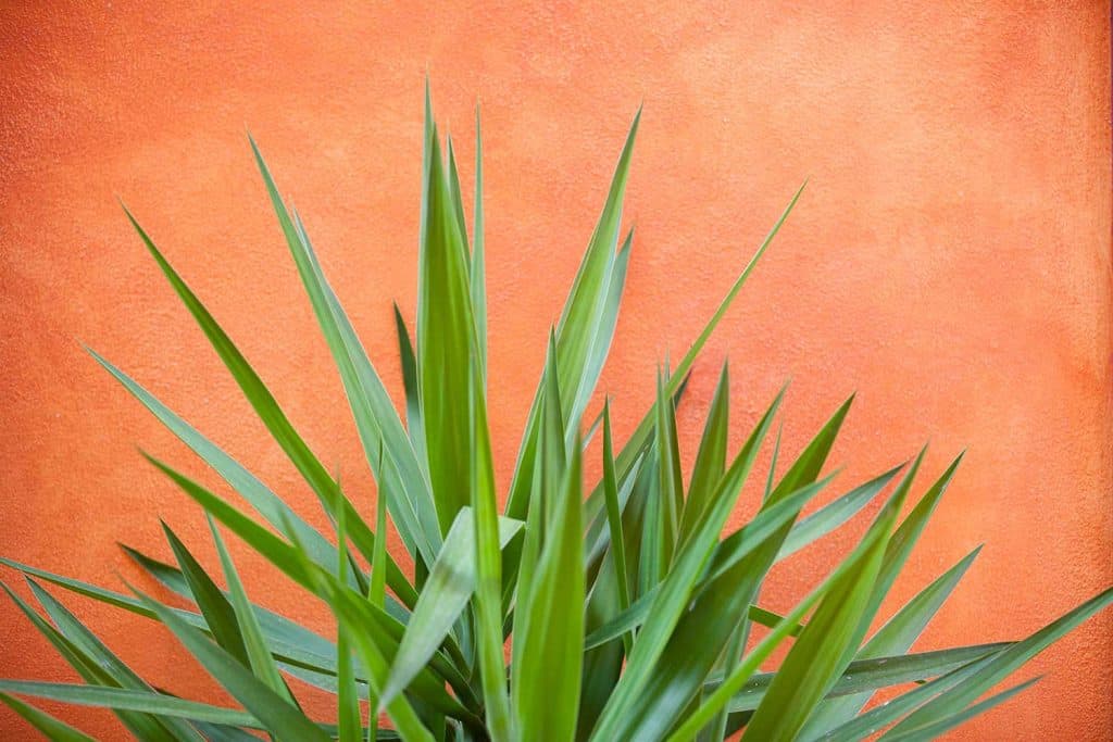 Yucca plant on orange background