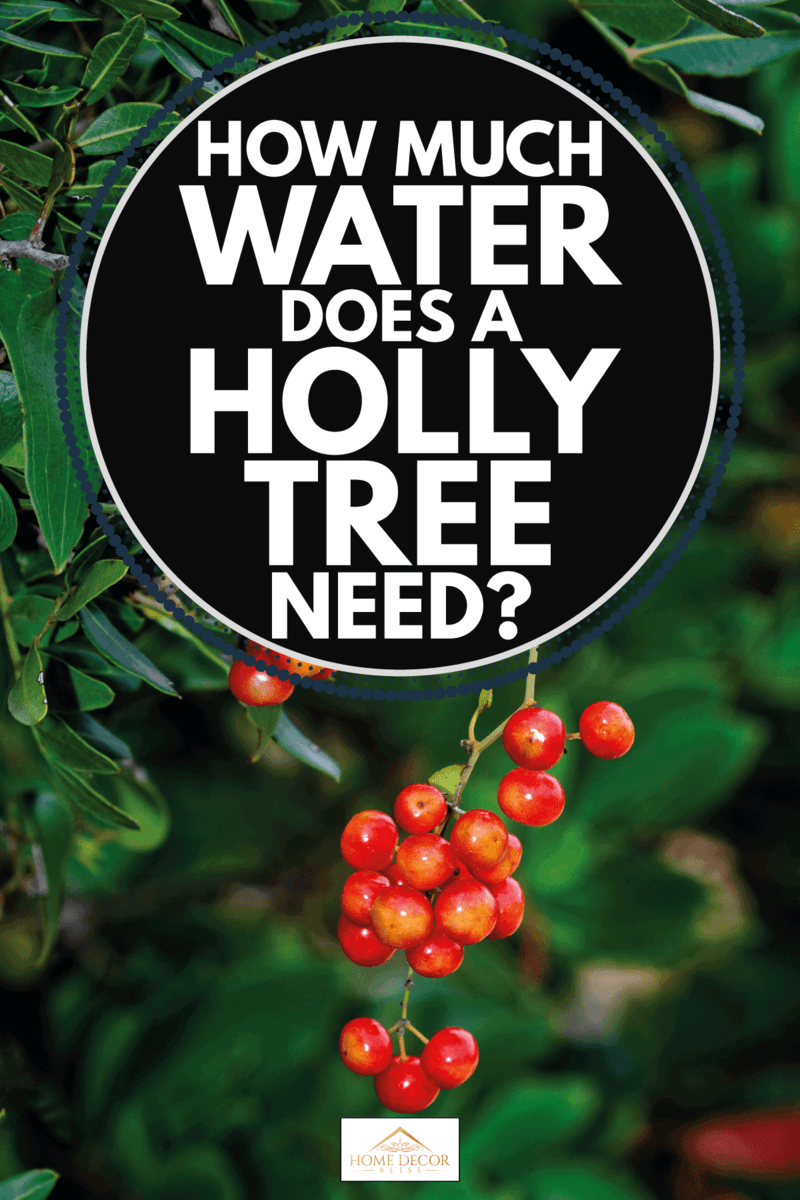 close-up of the fruit of the black bryony. How Much Water Does A Holly Tree Need
