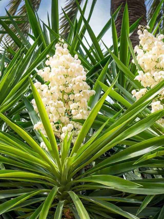 Blooming Yucca palm tree