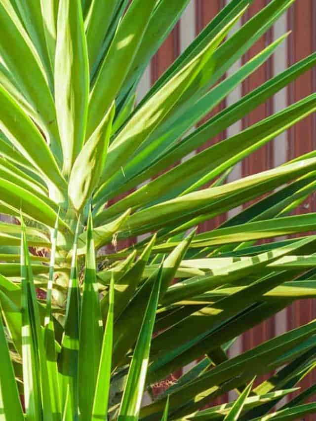 Harshly lit bright green yukka plant with sharp pointed leaves against dark red corrugated metal wall, Should I Repot My Yucca Plant? [And How To Do So]