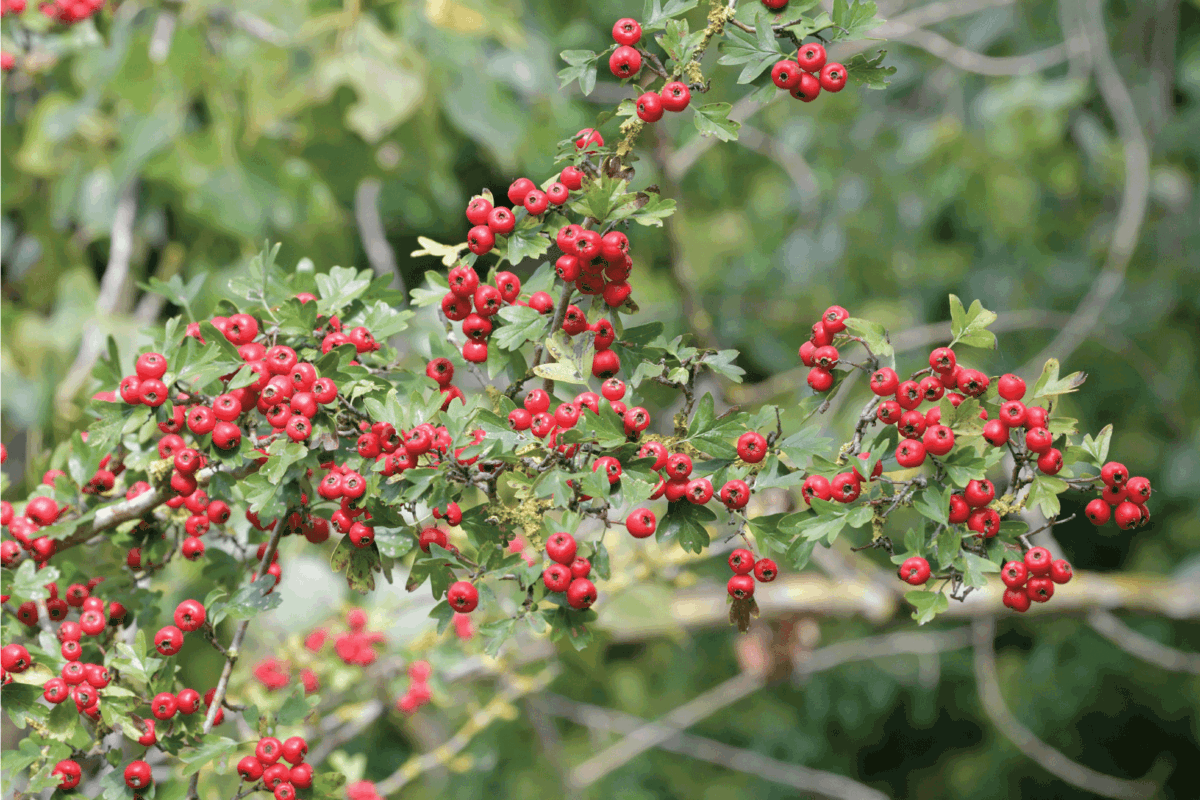 hawthorn tree with berries on its branches