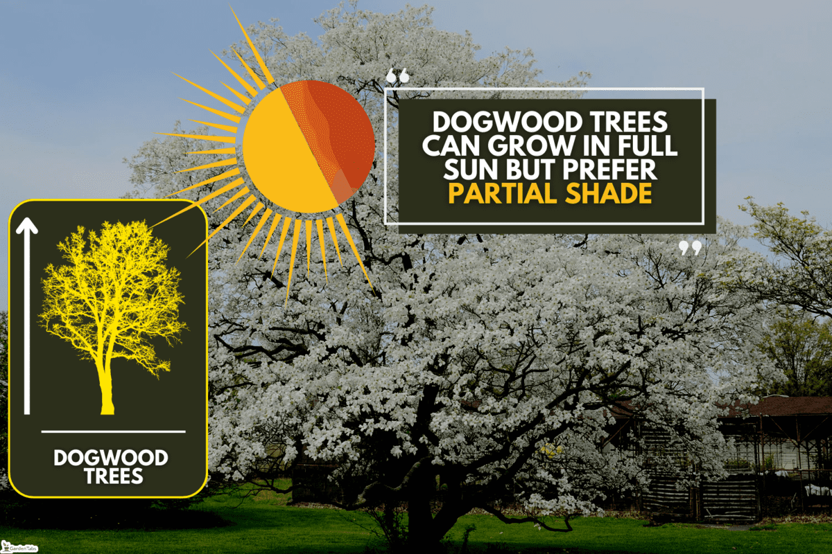 white dogwood tree, Can Dogwood Trees Grow In Full Sun