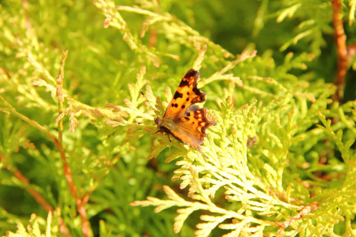A beautiful butterfly lying on the leaf of an arborvitae