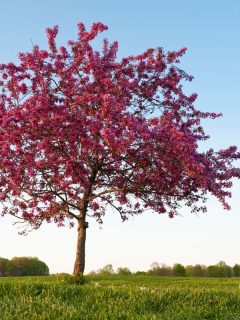 A beautiful pink blossoming crabapple tree in the meadow, Can You Grow Crabapple Trees In Pots? [And How To!]