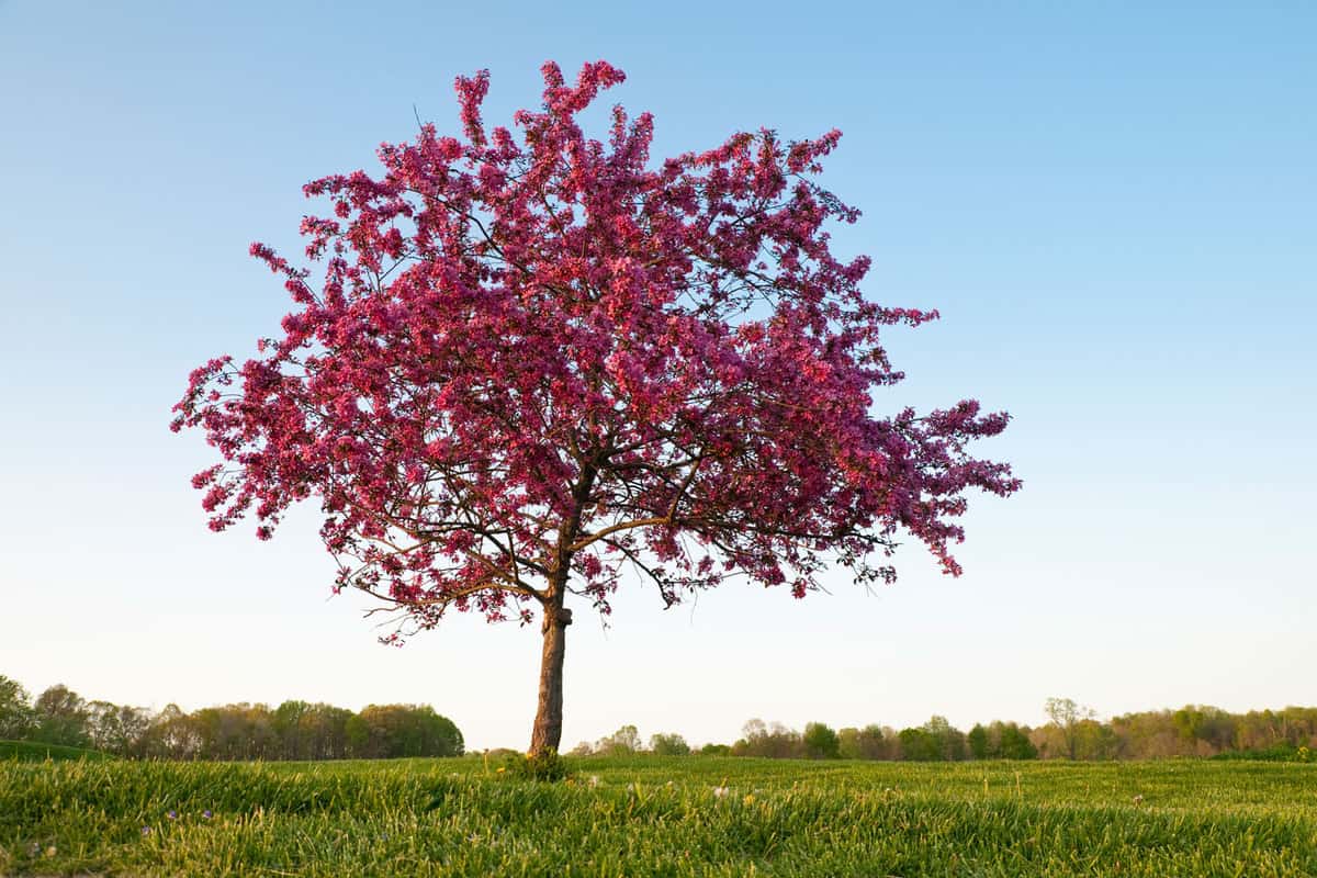 A beautiful pink blossoming crabapple tree in the meadow, Can You Grow Crabapple Trees In Pots? [And How To!]