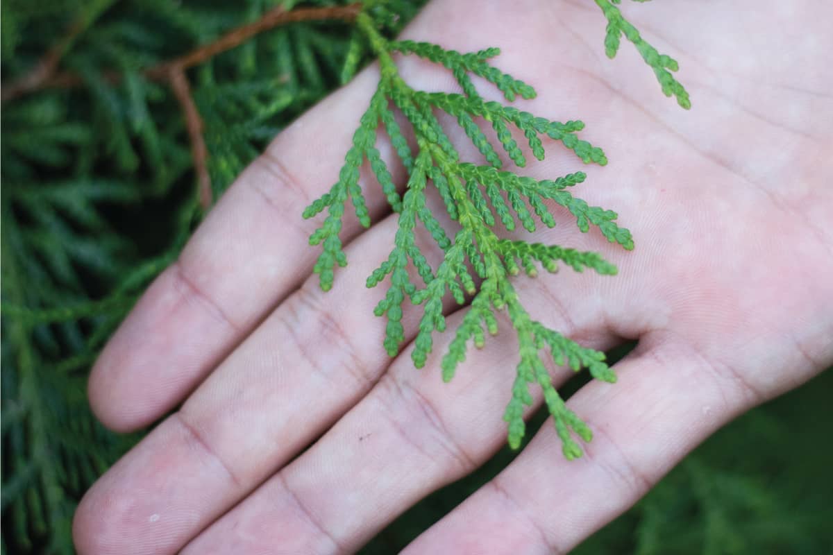 A close-up photo of the Chinese thuja leaves, whose Latin name is thuja sutchuenensis.