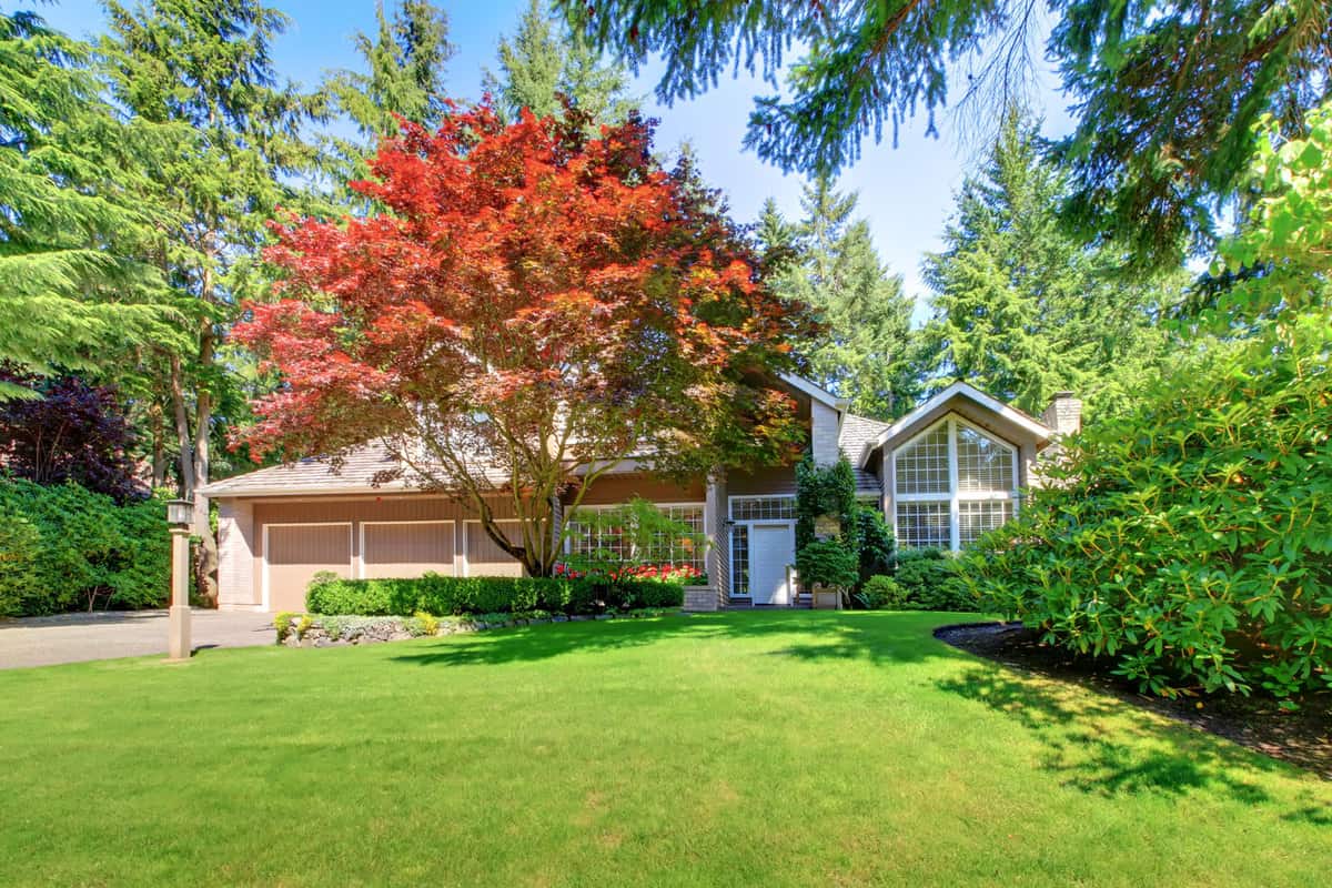 A gorgeous country home with a tall maple tree and a gorgeous grass lawn