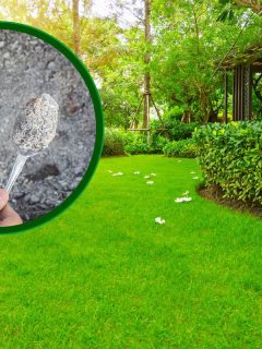 A gorgeous grass lawn with trimmed hedges, Is Wood Ash Good For Lawn Grass?