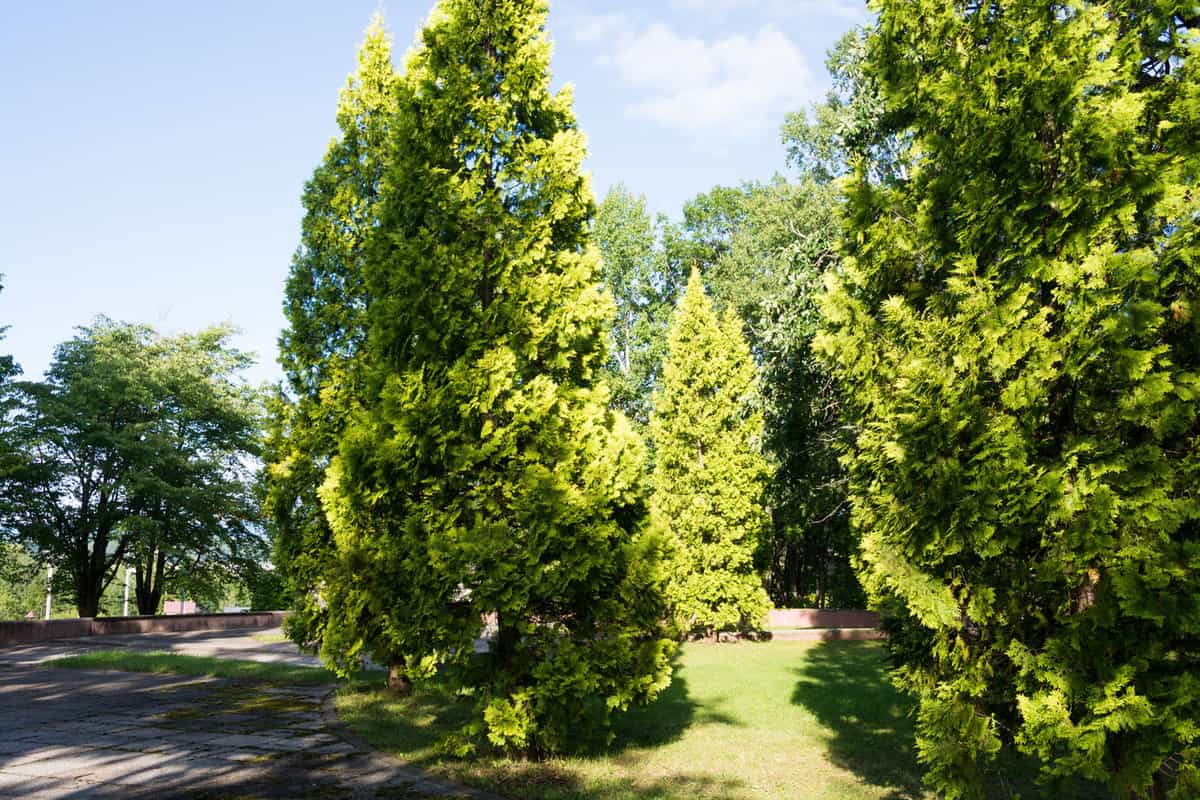 A huge untrimmed arborvitae shrub photographed on a park