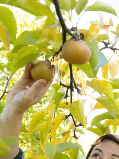 A non binary person of mixed race ethnicity in her 30s reaches to pick a bosc pear from a tree outdoors on a sunny weekend day at Stone Ridge Orchard, 15 Fruit And Nut Trees For Zone 6