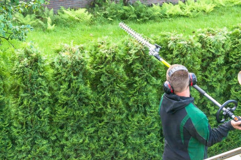 A professional hedges cutting with gasoline telescopic hedge trimmer, Arborvitae Getting Too Tall - Can You Cut Off The Top?