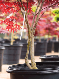 A-red-leaf-Japanese-Maple-in-a-nursery,-Do-Japanese-Maple-Trees-Lose-Their-Leaves