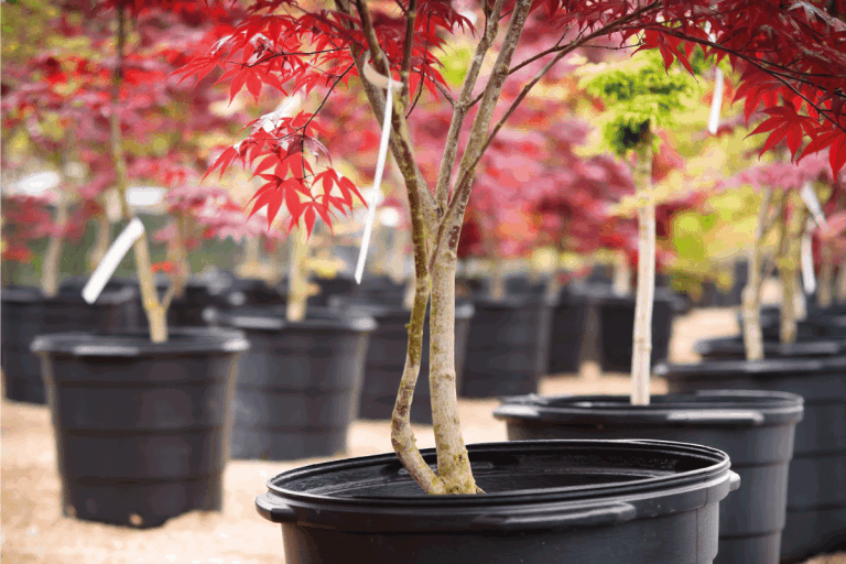 A-red-leaf-Japanese-Maple-in-a-nursery,-Do-Japanese-Maple-Trees-Lose-Their-Leaves