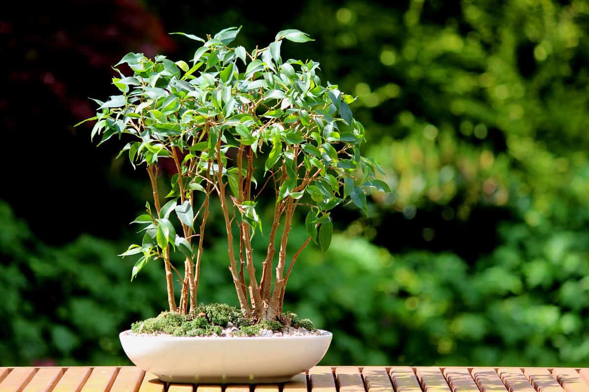 A small bonsai weeping fig tree on a shallow pot decorated with moss