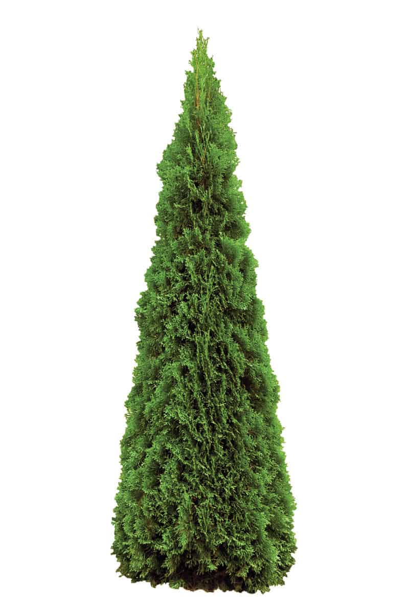 A tall arborvitae plant on a white background