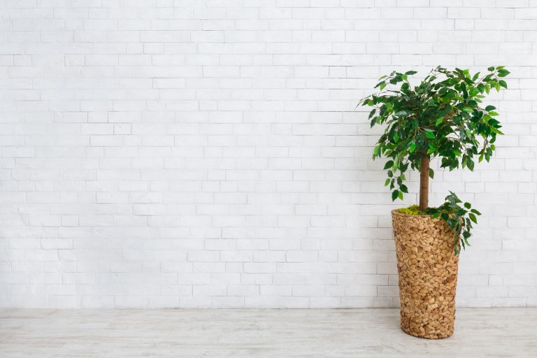 A weeping fig tree planted on a tall wooden pot inside a white living room, How Big Does A Weeping Fig Grow? How Fast?