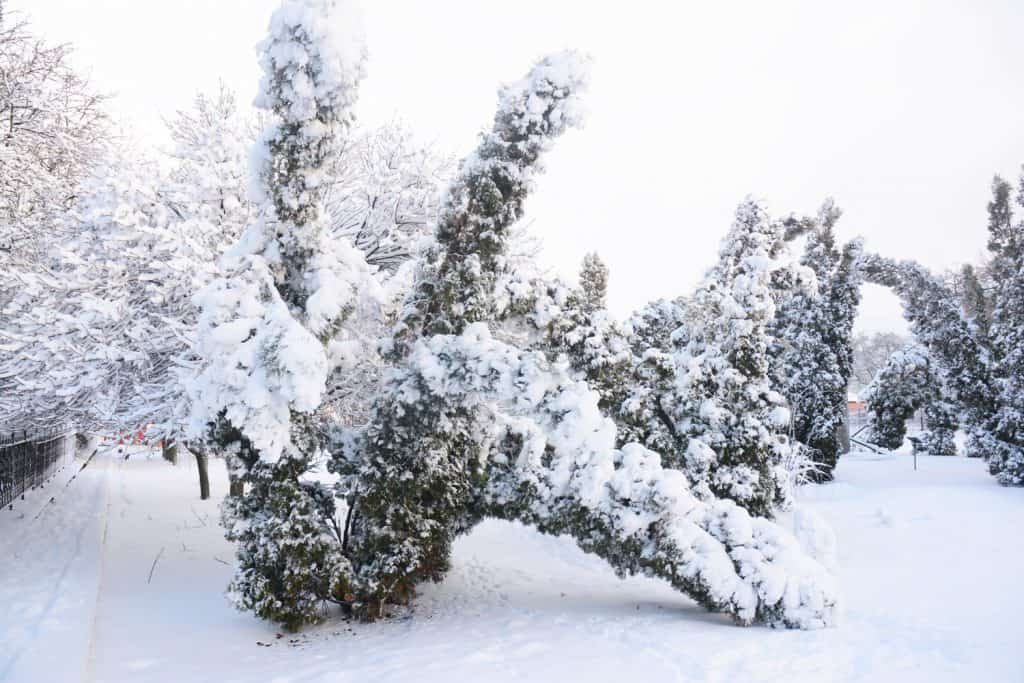 After the Snow Storm: Coping with Snow- and Ice-Damaged Trees. Snow damaged Thuja occidentalis trees.