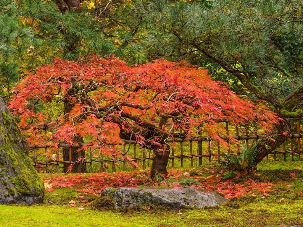An autumn day looking at a colorful Japanese Maple Tree at Japanese garden