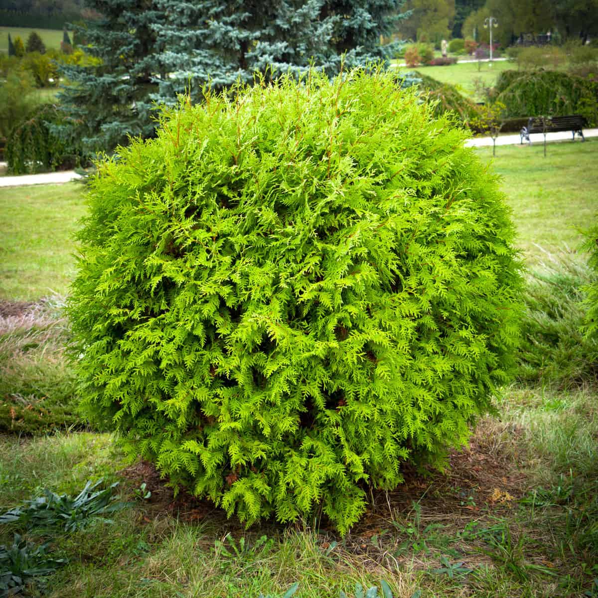 An untrimmed shrub planted on a slopping hill