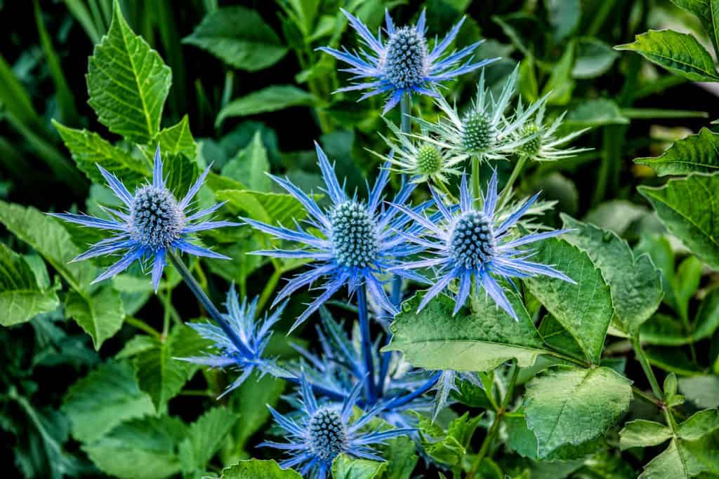 An up close photo of flat sea holly on the garden