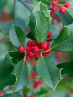 An up close photo of a Holly tree and its berries