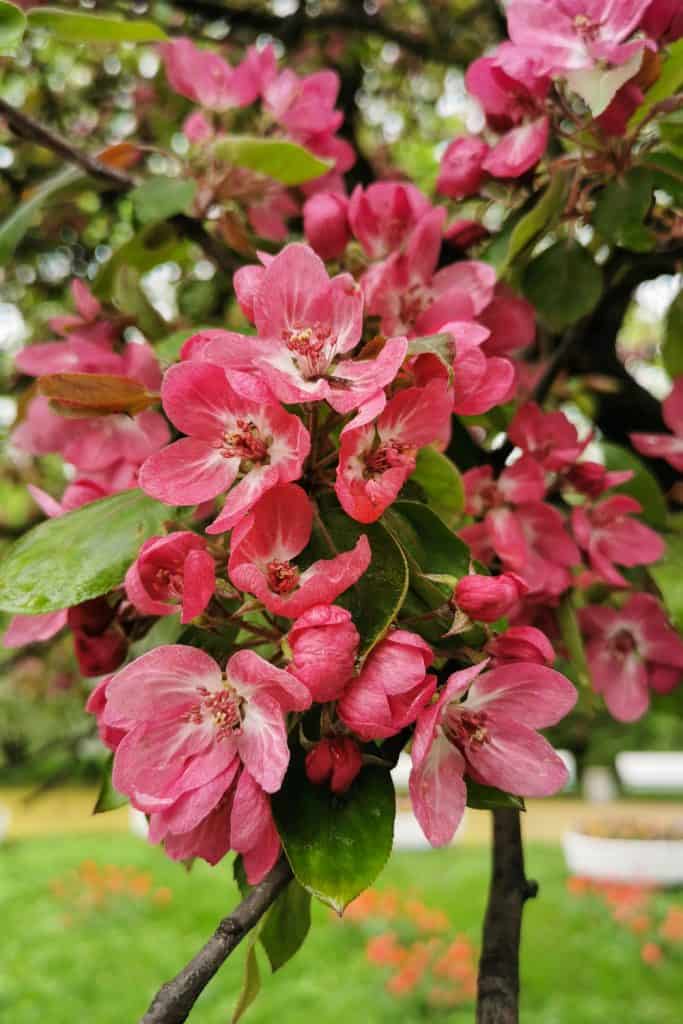 An up close photo of crabapple leaves blooming in the garden