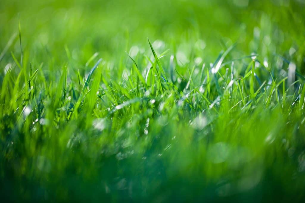An up close photo of healthy grass
