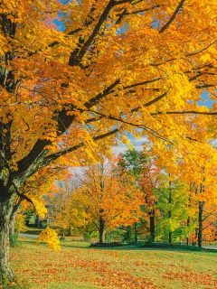 Autumn countryside with majestic sugar maple tree, Do Sugar Maple Trees Have Invasive Roots?