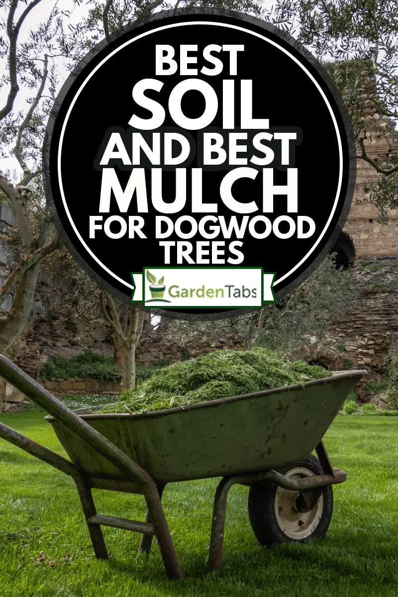 a wheelbarrow of grass clippings in a yard with olive trees, Best Soil And Best Mulch For Dogwood Trees