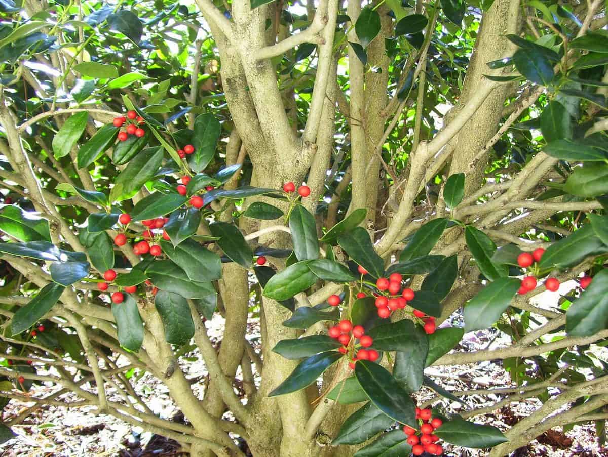 Burford holly tree with red berries on a sunny day