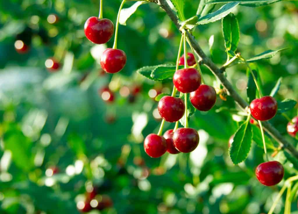 Cherry branch. Red ripe berries on the cherry tree. Green background. Crop time. Harvesting season
